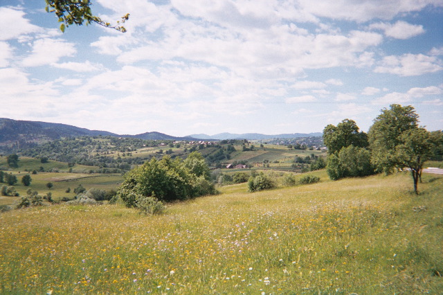 bukowina-scape.jpg