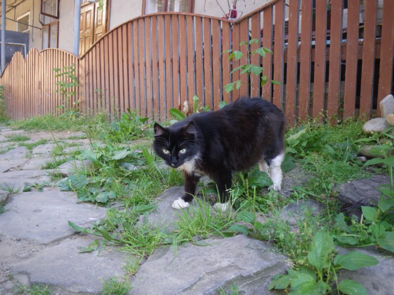 t144518_96.jpg